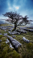 Lime Kiln Moss