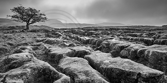 Limestone Pavements Yorkshire Dales