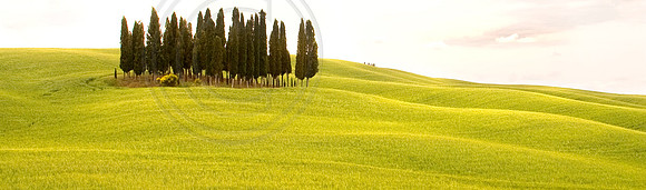 Tuscan Hillside