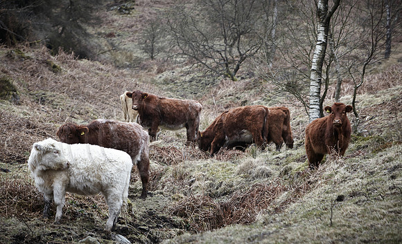 Highland Cattle on Gummers Howe Lake district National Park